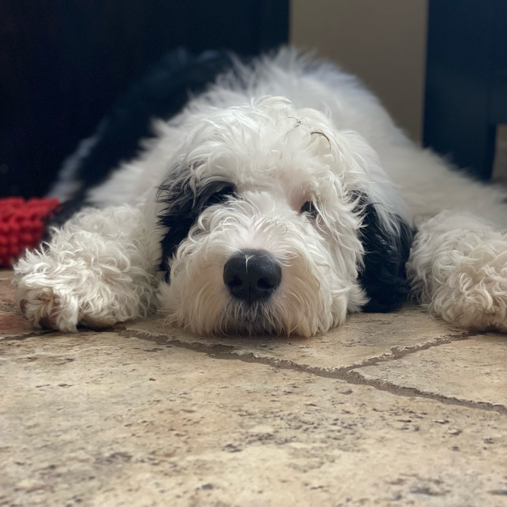 Meet your Posher, White